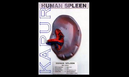 Human Spleen