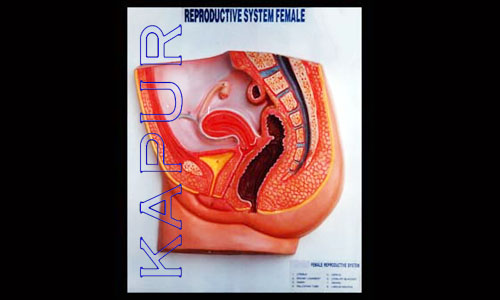 Reproductive System
