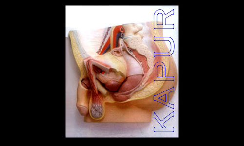Male Pelvic In Parts