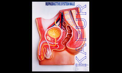 Reproductive System