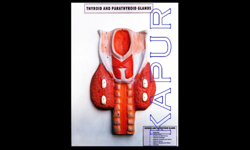 Thyrod & Parathyrod