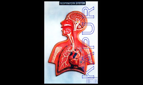 Respiratory System