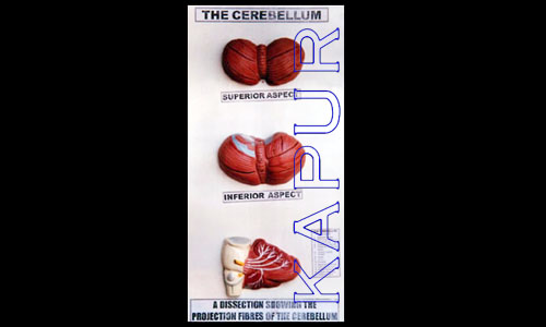 The Cerebellum