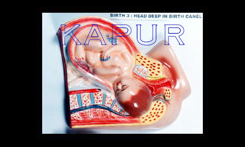 Born Baby Stage 3