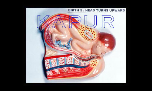 Born Baby Stage 5