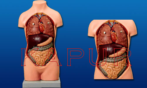 Torso Without Head