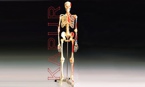 Skeleton With Stand