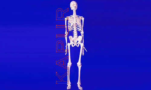 Skeleton