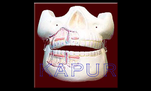 Upper & Lower Jaws