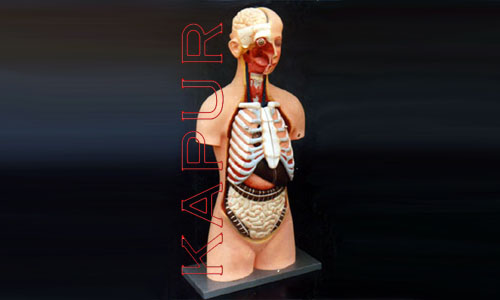 Torso