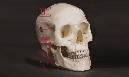 Skull