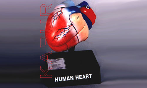  Human Heart