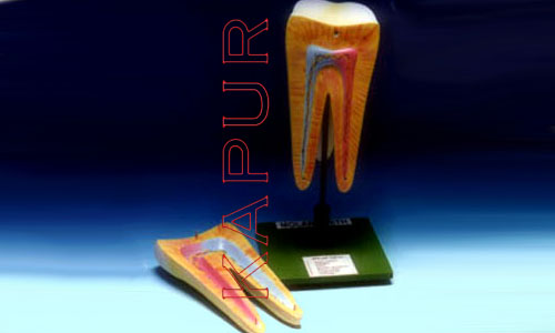 Human Tooth