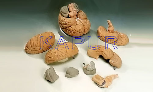 Brain 8 Parts