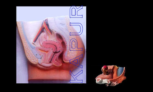 Female Pelvic In Parts