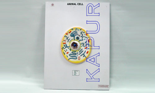 Animal Cell