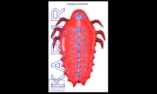 Cockroach Nervous