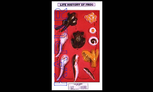 Frog Life History
