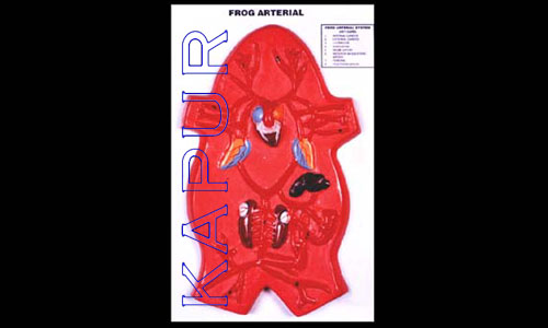 Frog Arterial