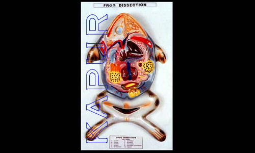 Frog Dissection