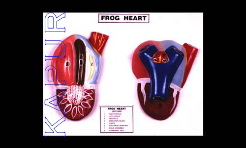 Frog Heart