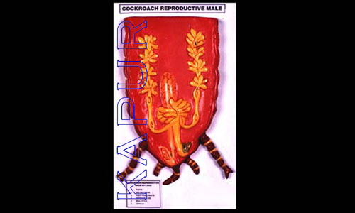 Cockroach Reproductive Male