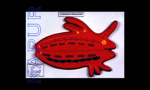 Cockroach Circulatory