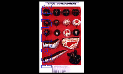 Frog Development