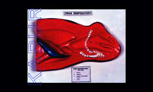 Frog Respiratory