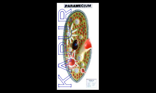 Paramecium