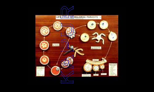 Life Cycle Of Malaria