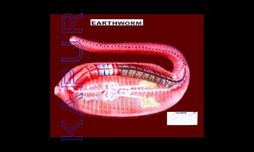 Earth Worm