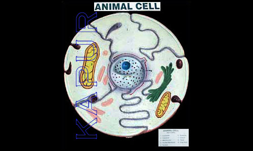 Animal Cell