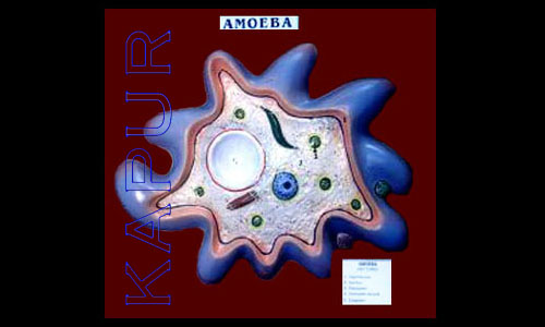Amoeba