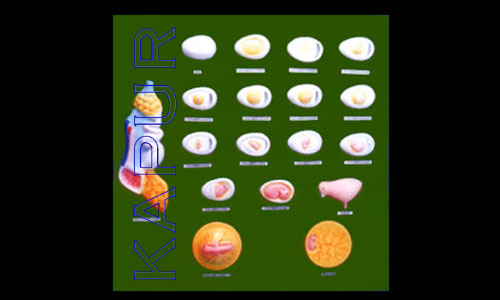Development Of Chick