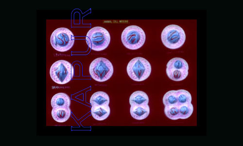 Animal Cell Division Meiosis