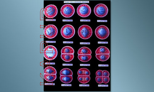 Plant Cell Meiosis