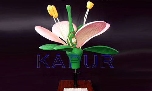 Typical Flower