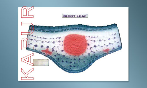 Dicot Leaf