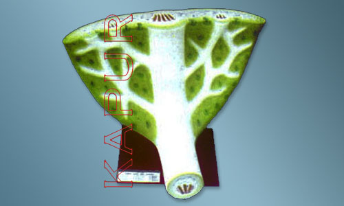 Leaf Anatomy
