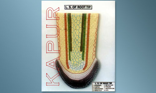 L.S Of Root Tip