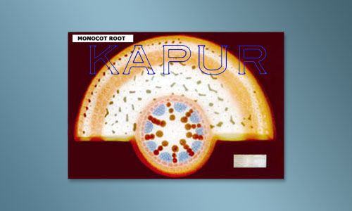 Monocot Leaf