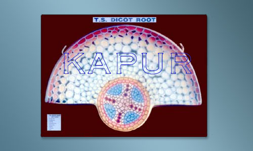 T.S Dicot Root