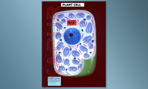 Plant Cell