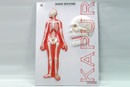 Human Skeleton