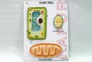 Plant Cell