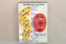 Deoxyribo Nucleic
