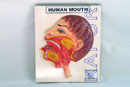 Human Mouth