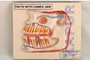 Teeth With Lowar Jaw