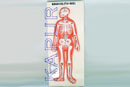 Human Skeleton Model